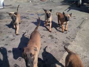Vand pui de malinois