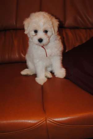 Pui bichon maltez TOY