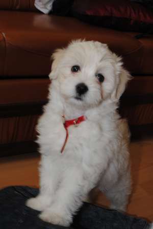 Pui bichon maltez TOY