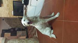 Spre adoptie