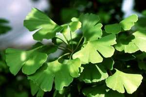 Vindem plante de ginkgo biloba!!!