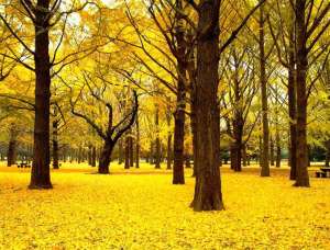 Vindem plante de ginkgo biloba!!!
