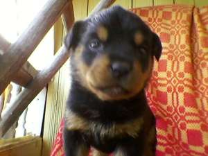 Cateluse superbe rottweiler