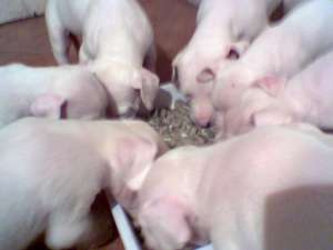 Dog Argentinian pui super