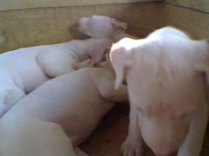 Dog Argentinian pui super