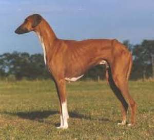 ADOPT Ogar Nu conteaza ce tip