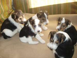 pui fox terrier