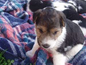 pui fox terrier