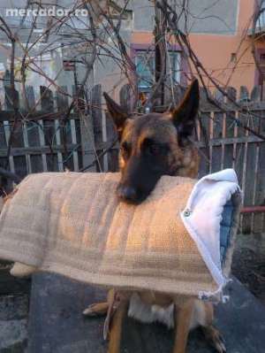 DRESAJ CANIN ARGES