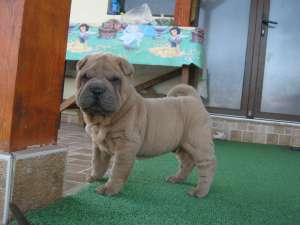 Shar-pei 6 catelusi din mama cu pedigree de vanzare