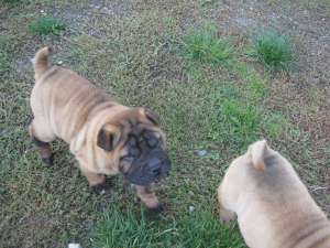 Shar-pei 6 catelusi din mama cu pedigree de vanzare