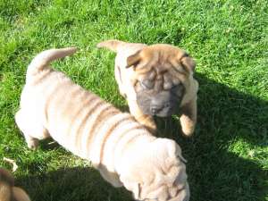Shar-pei 6 catelusi din mama cu pedigree de vanzare