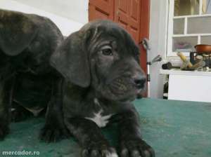 catei cane corso rasa pura cu pedigree
