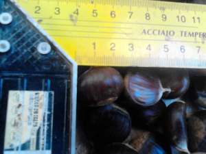 vand castane pe categorii