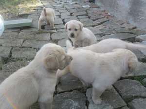 labrador beige Arad