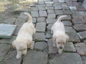 labrador beige Arad