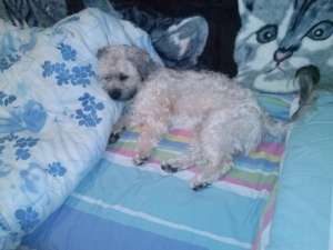 caut femela pt imperechere cu bichon
