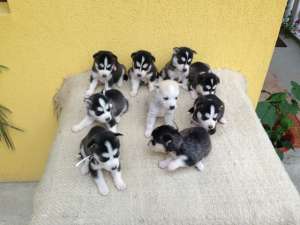 catei husky siberian