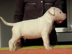 Pui Bull Terrier Four HorseMen