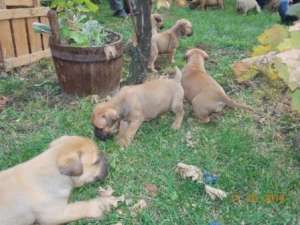 Vand catei Bullmastiff