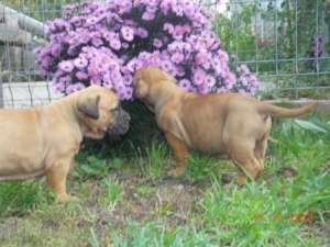 Vand catei Bullmastiff