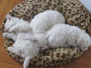 vand bichon matez