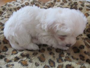 vand bichon matez
