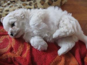 vand bichon matez