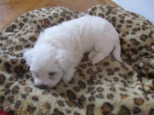 vand bichon matez