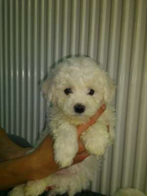 vand pui bichon bolognese
