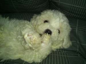 vand pui bichon bolognese