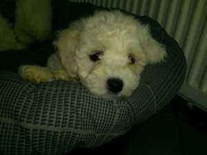 vand pui bichon bolognese