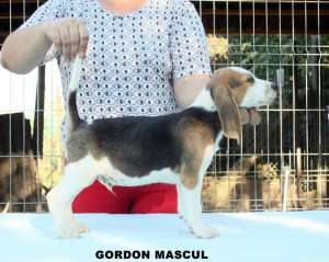 catei Beagle cu pedigree