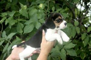 catei Beagle cu pedigree