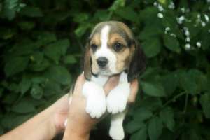 catei Beagle cu pedigree