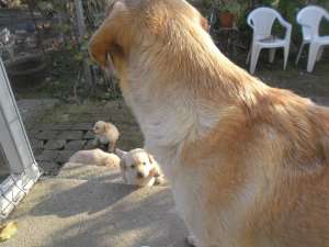 Labradori retriver Arad