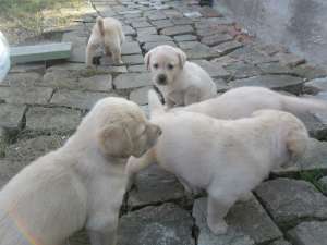 Labradori retriver Arad