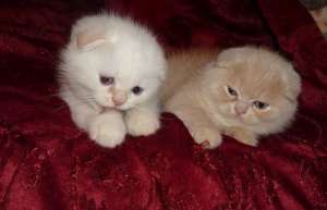 Scottish Fold ALB,  RED,  NEGRU