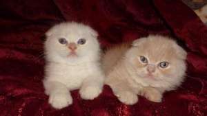 Scottish Fold ALB,  RED,  NEGRU