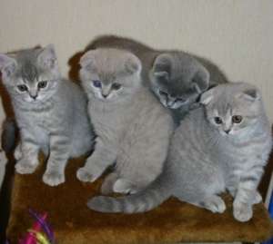 British Shorthair unicolori ,  bicolori