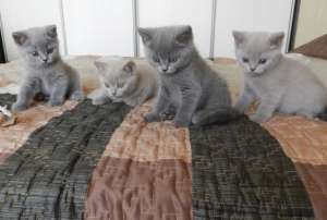 British Shorthair unicolori ,  bicolori