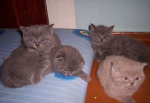 British Shorthair unicolori ,  bicolori