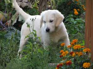 pui golden cu pedigree