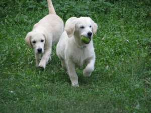 pui golden cu pedigree