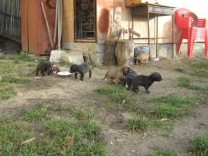 Vand Amstaff Arges