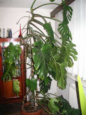 Philodendron 2m