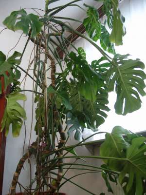 Philodendron 2m