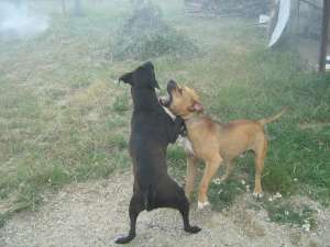 Vand Amstaff Pitesti