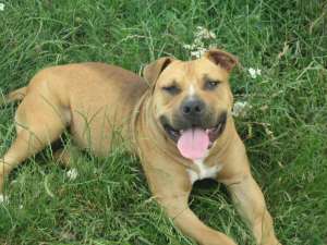 Vand Amstaff Pitesti