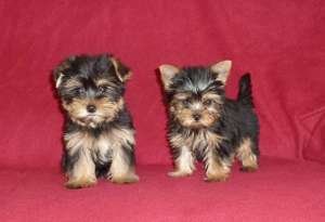 de vanzare pui de yorkshire terrier mini toy